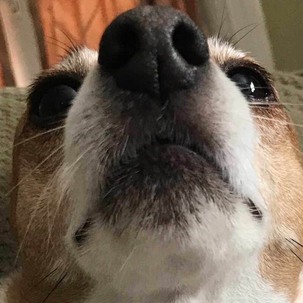 Meet your Posher, Emmy